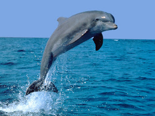 dolphin wallpaper animal sea dolphins lumba-lumba