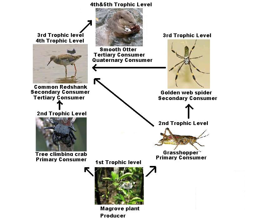 Golden  Spider priceless spider Common name and Binomial name
