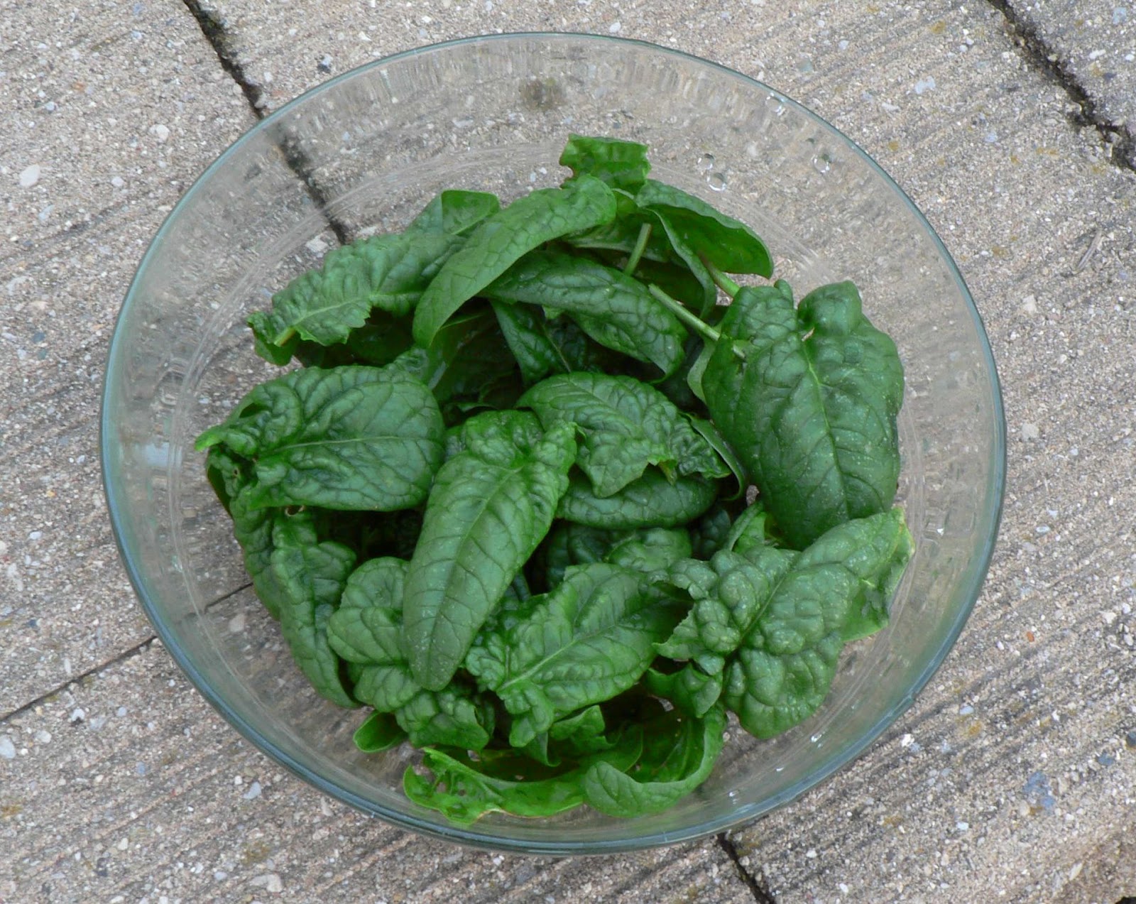 Visit My Garden Overwintering Spinach