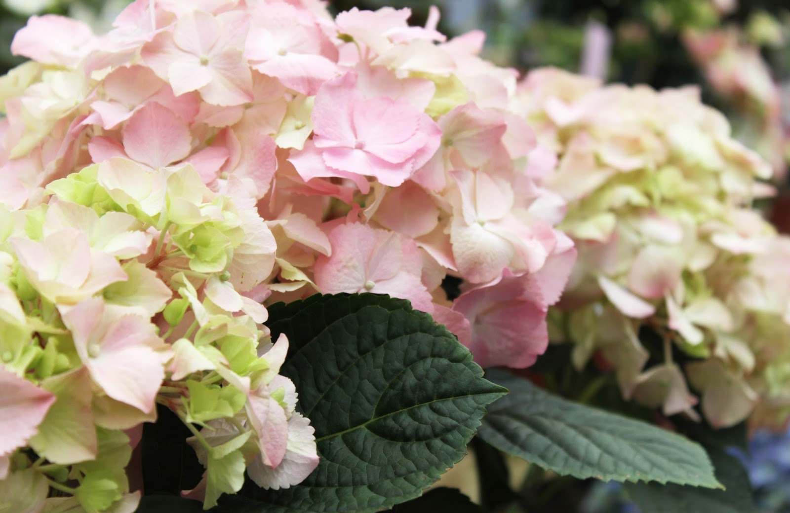 Farmers Seed Supply Co Inc Hydrangea Flower Of Many Colors
