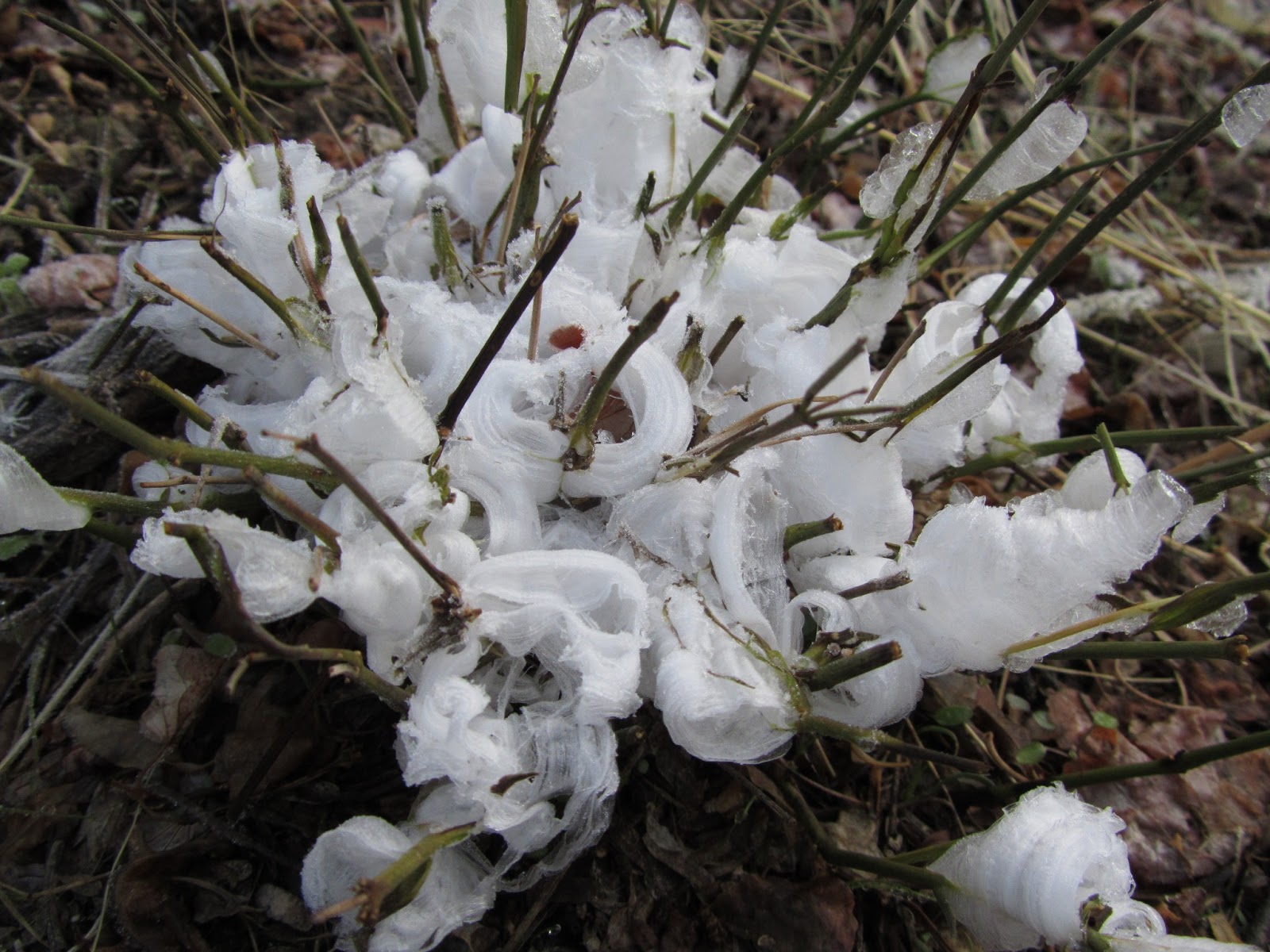 Your Daily Dose of Sabino Canyon Frost Flowers