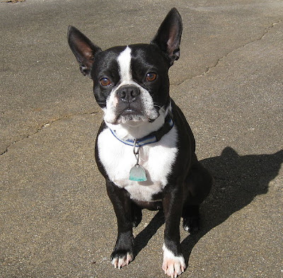 boston bull terrier pictures