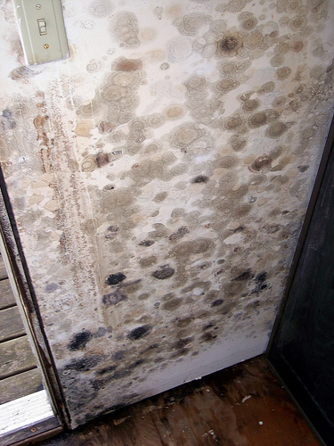 What Are The Effects Of High Humidity In Your House Jerry