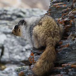 Marmot, hanne
