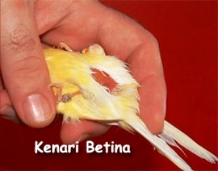 Cara Membedakan Kenari jantan dan Betina Yang Akan Bertelor