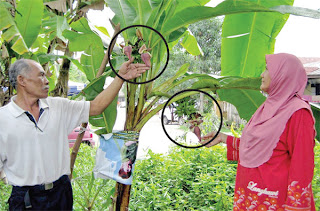 Pokok pisang lemak manis bertandan empat