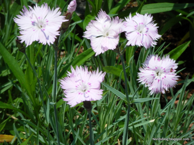 のりさんの 気まぐれブログ Nori3 S Blog From Usa Sweet William