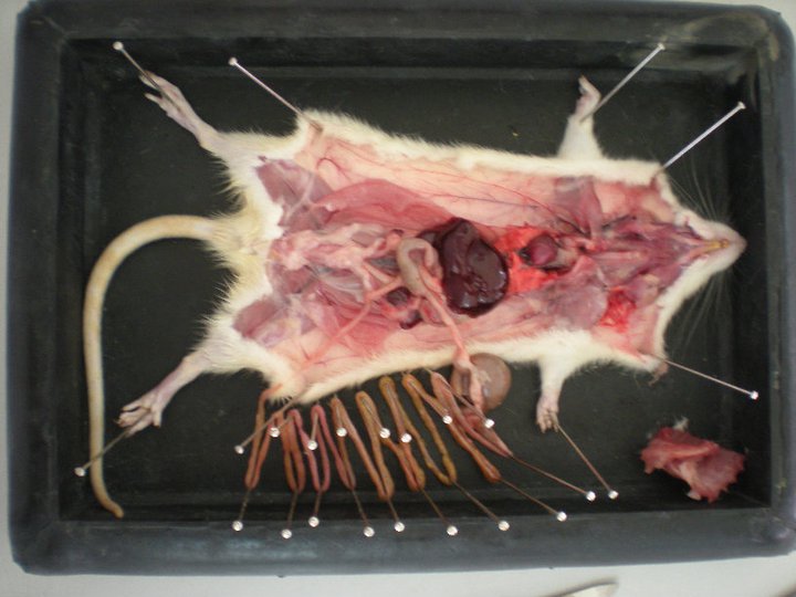 rat dissection