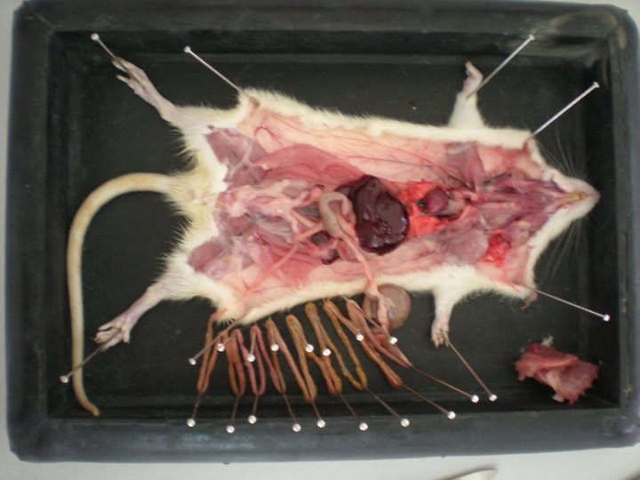 the world you see , the life to be: Rat Dissection