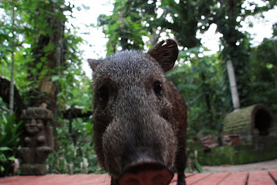 javelina Nicaragua wildlife photography Nicaragua