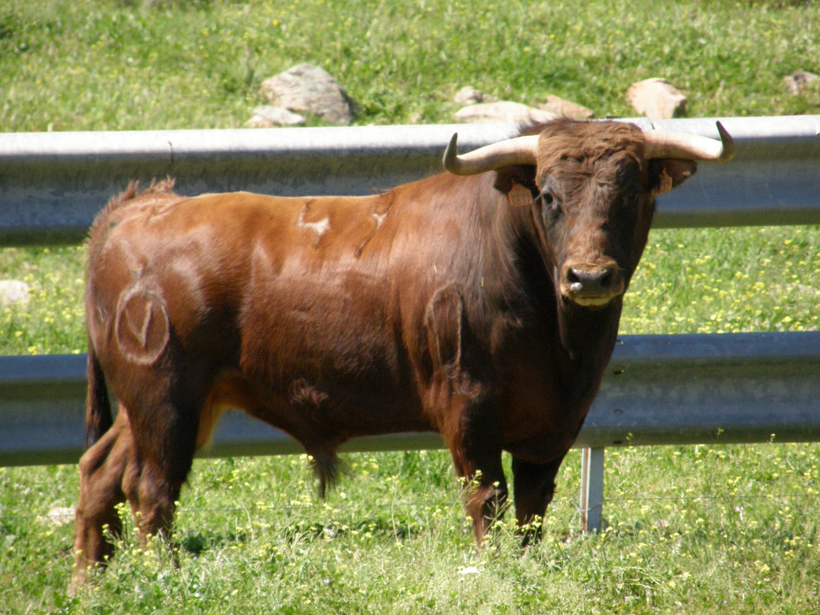 Toros+De+Reparo+En+Venta Toros De Reparo En Venta http://espaitauri.blogspot.com/2011/04/toro ...