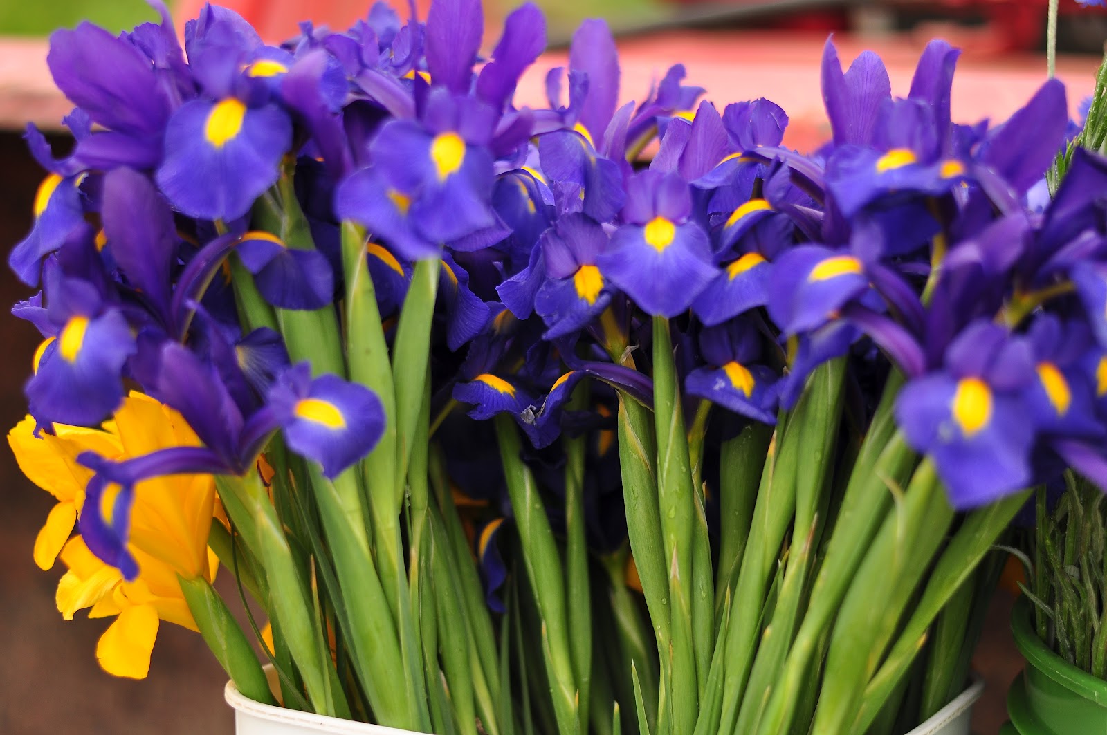 common cut flower Iris