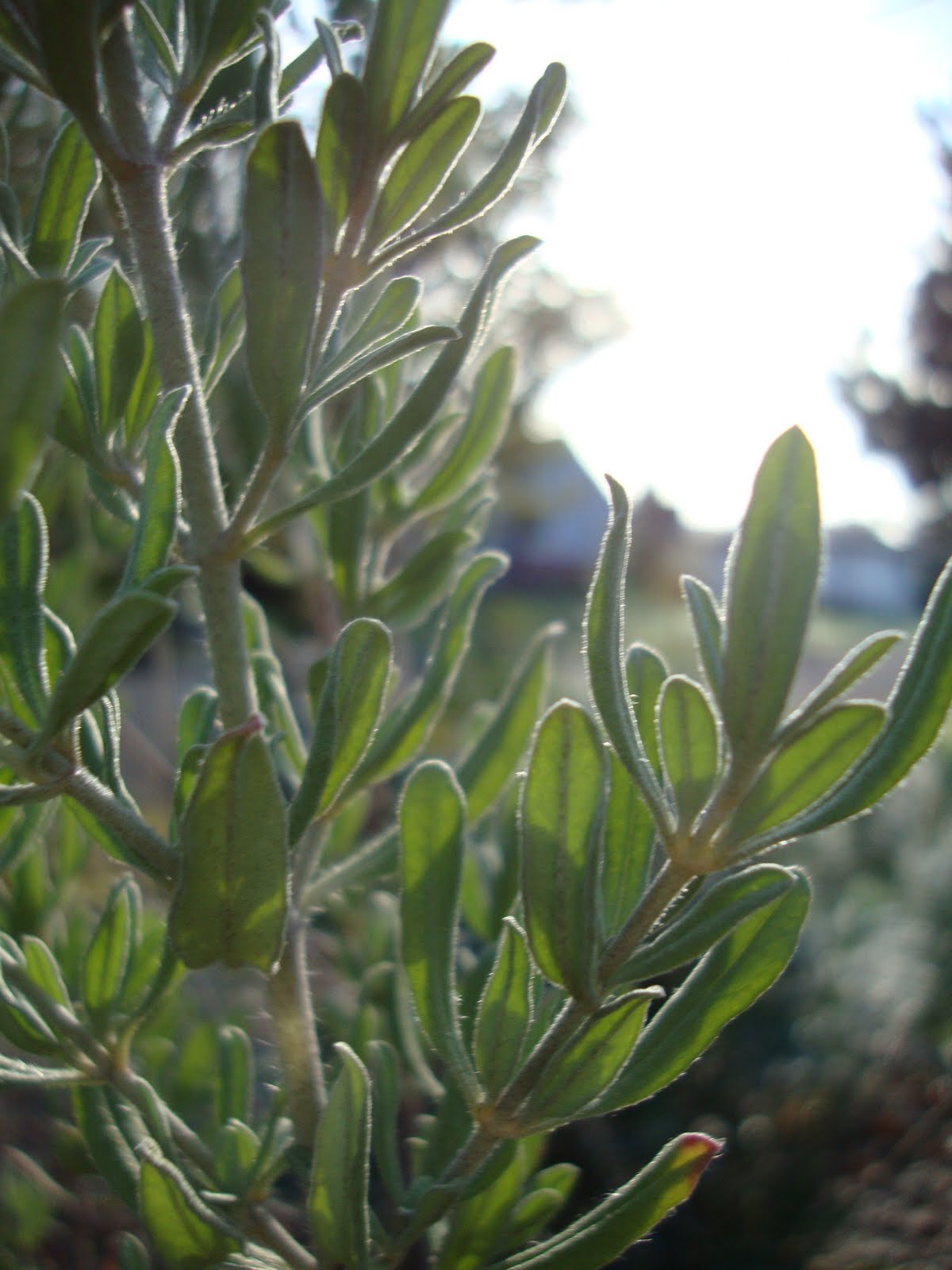 danger garden Why aren’t you growing this plant?