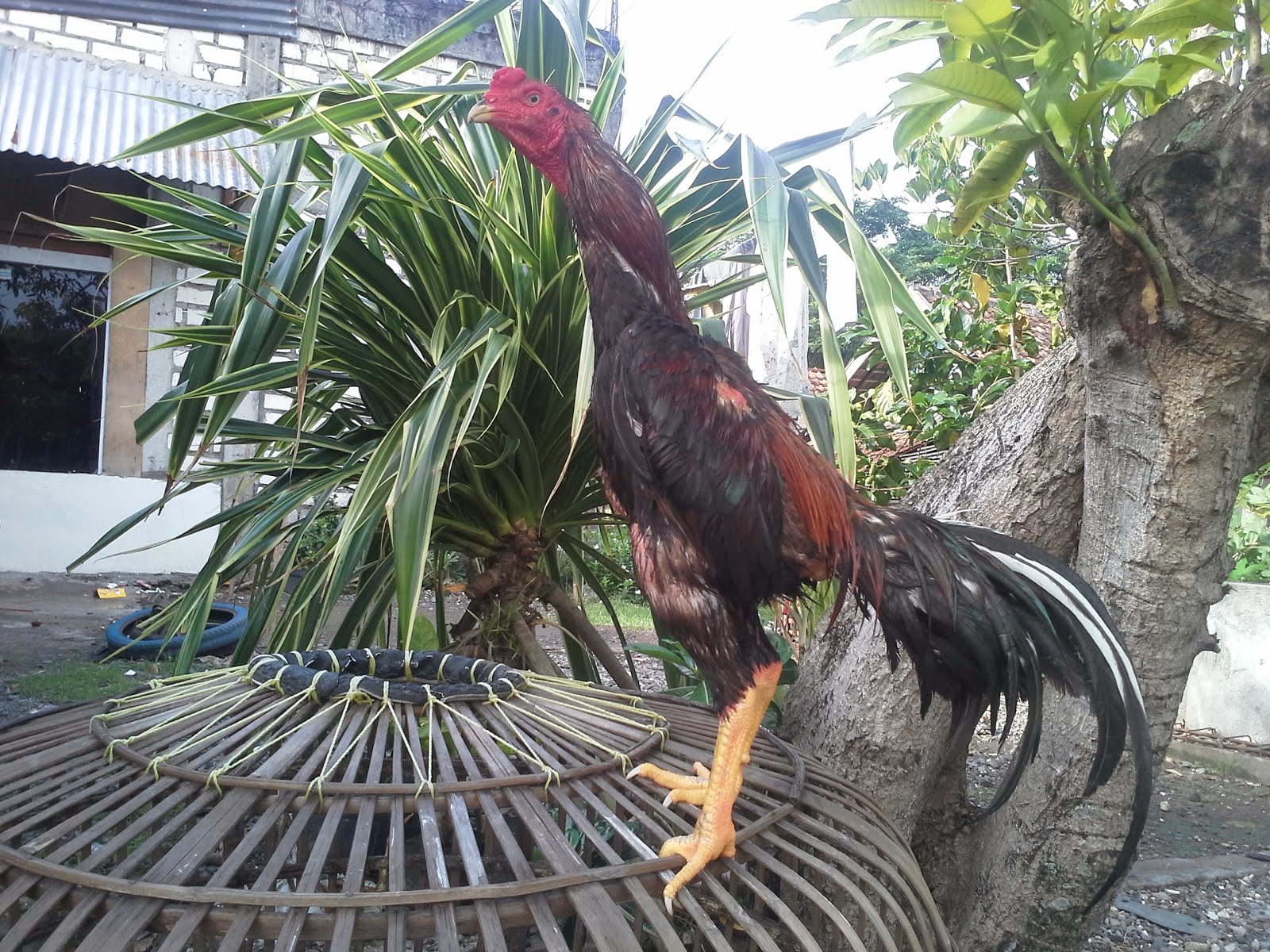 Ayam Bangkok Kandang "HERO": gambar ayam bangkok jawara