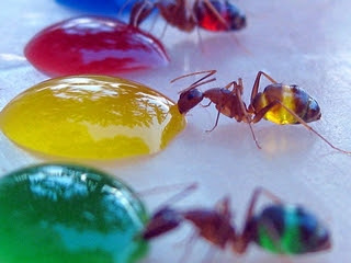 螞蟻會變色