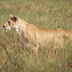 The Lioness in the Gorgeous Serengeti. 