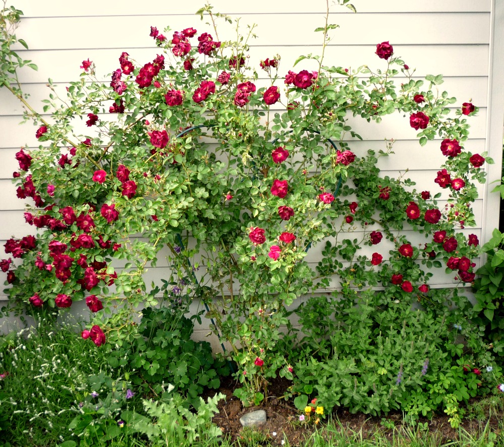 Green Willow Pond A Winner and a Climbing Rose