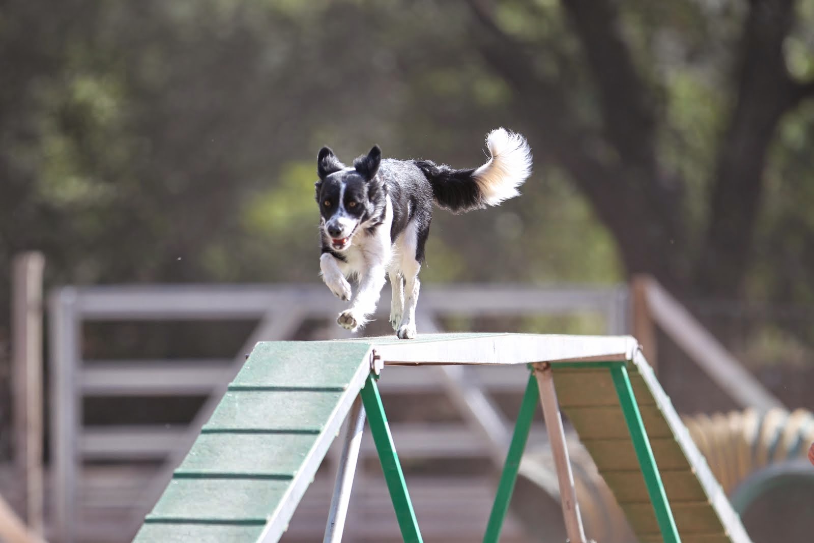 agility adventures Homemade Dog Boots
