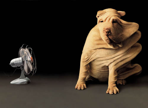 Pei Animals