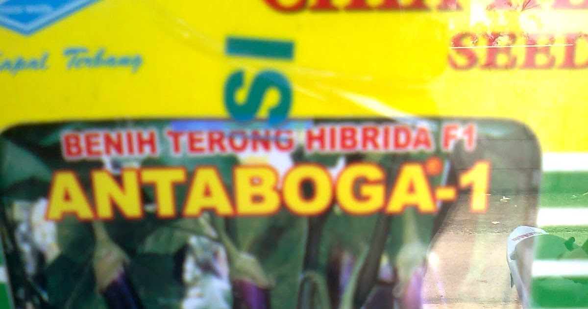 benih terong ungu antaboga f1 jual benih grosir benih benih terong ungu antaboga f1 jual benih grosir benih