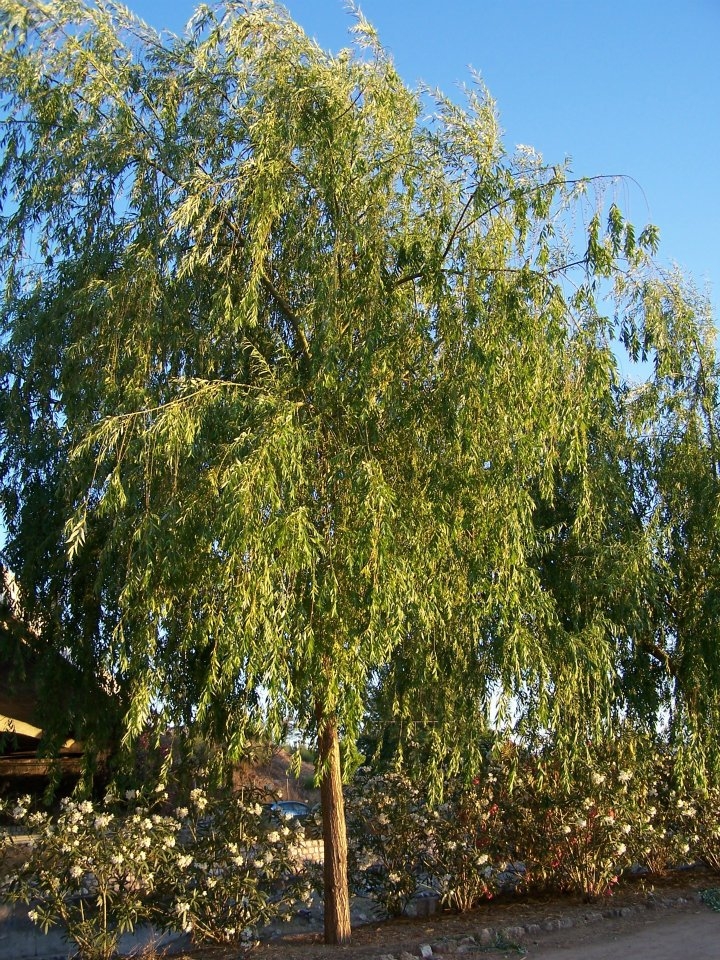 Galefod Sauce. Mimbre.