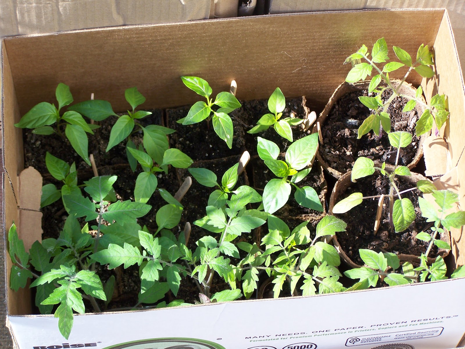 Captive Roots Protecting Seedlings From the Wind