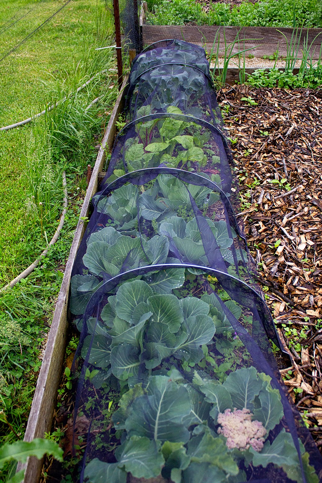 Rurification Row Covers