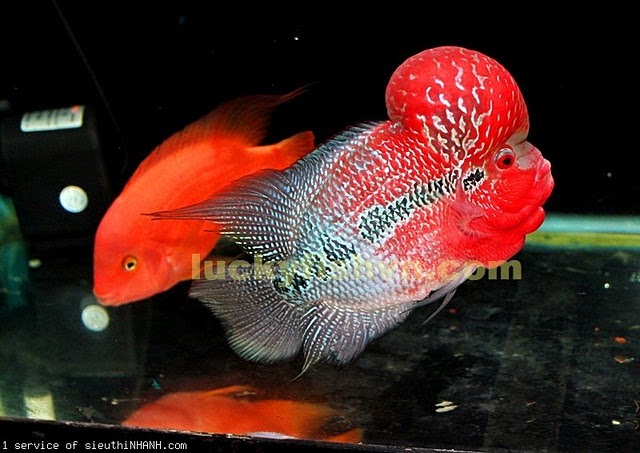 Kumara Tips Merawat Dan Memilih Ikan Louhan Yang Bagus kumara tips merawat dan memilih ikan louhan yang bagus