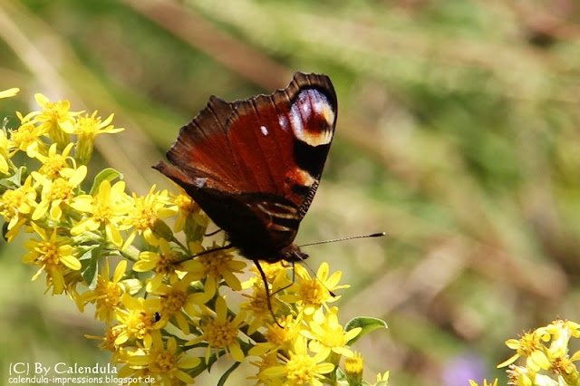Kaiserstuhl Tagpfauenauge Aglais io Schmetterling Solidago Goldrute