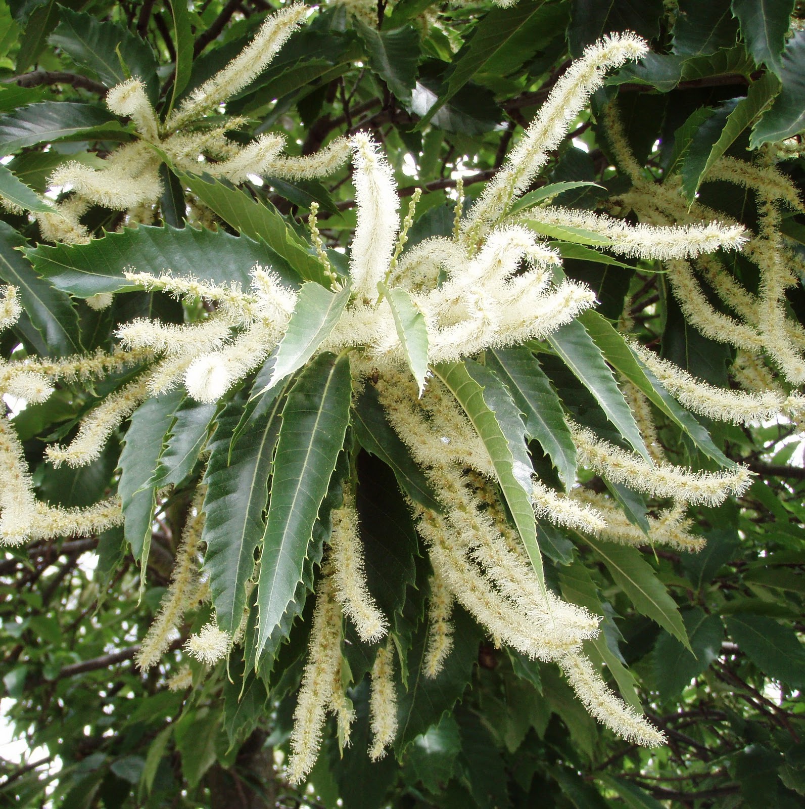 The Urbane Forager Chestnutcases