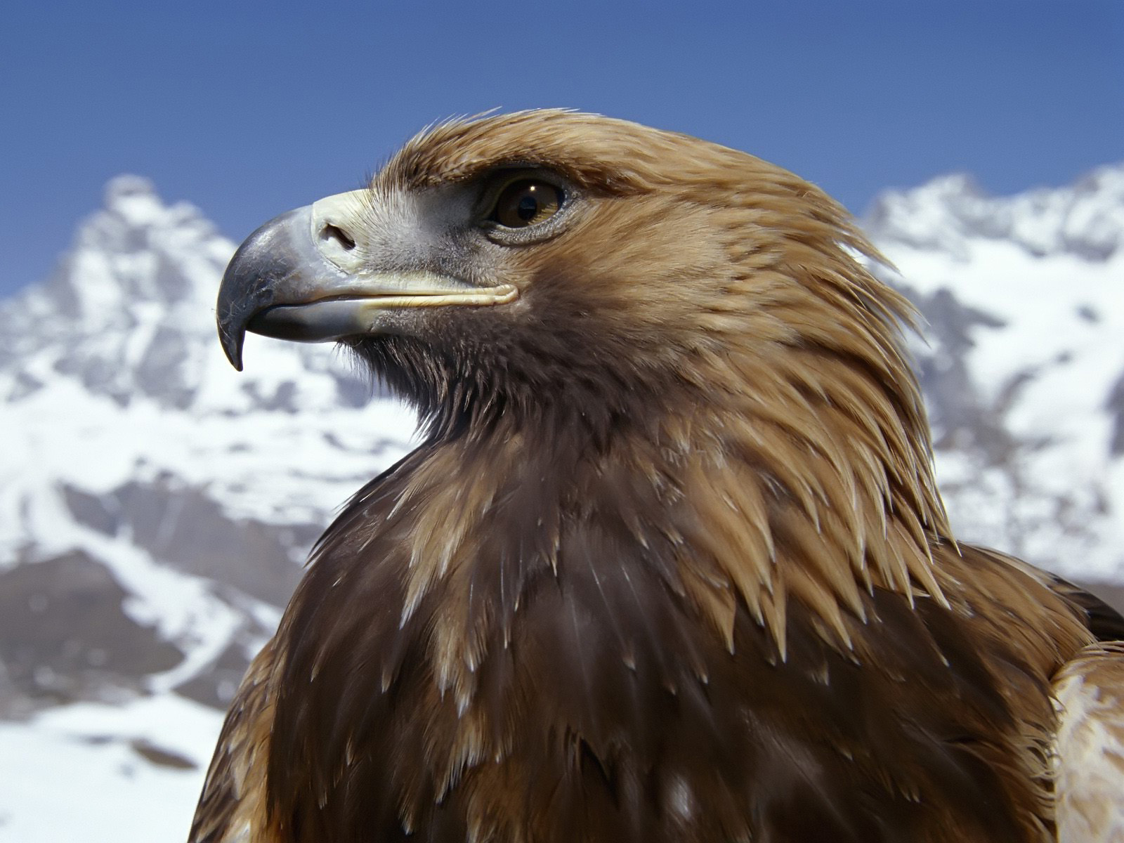 Fabulous And Amazing Eagle Wallpapers in HD - For More Wallpapers Just