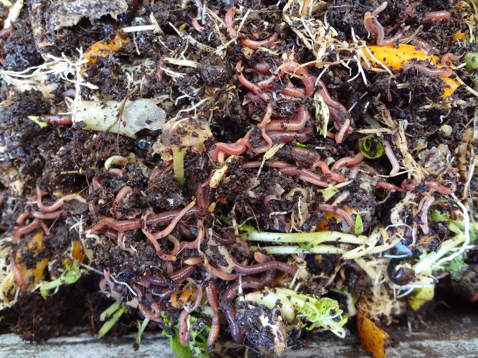 みみず御殿日記 2月 12