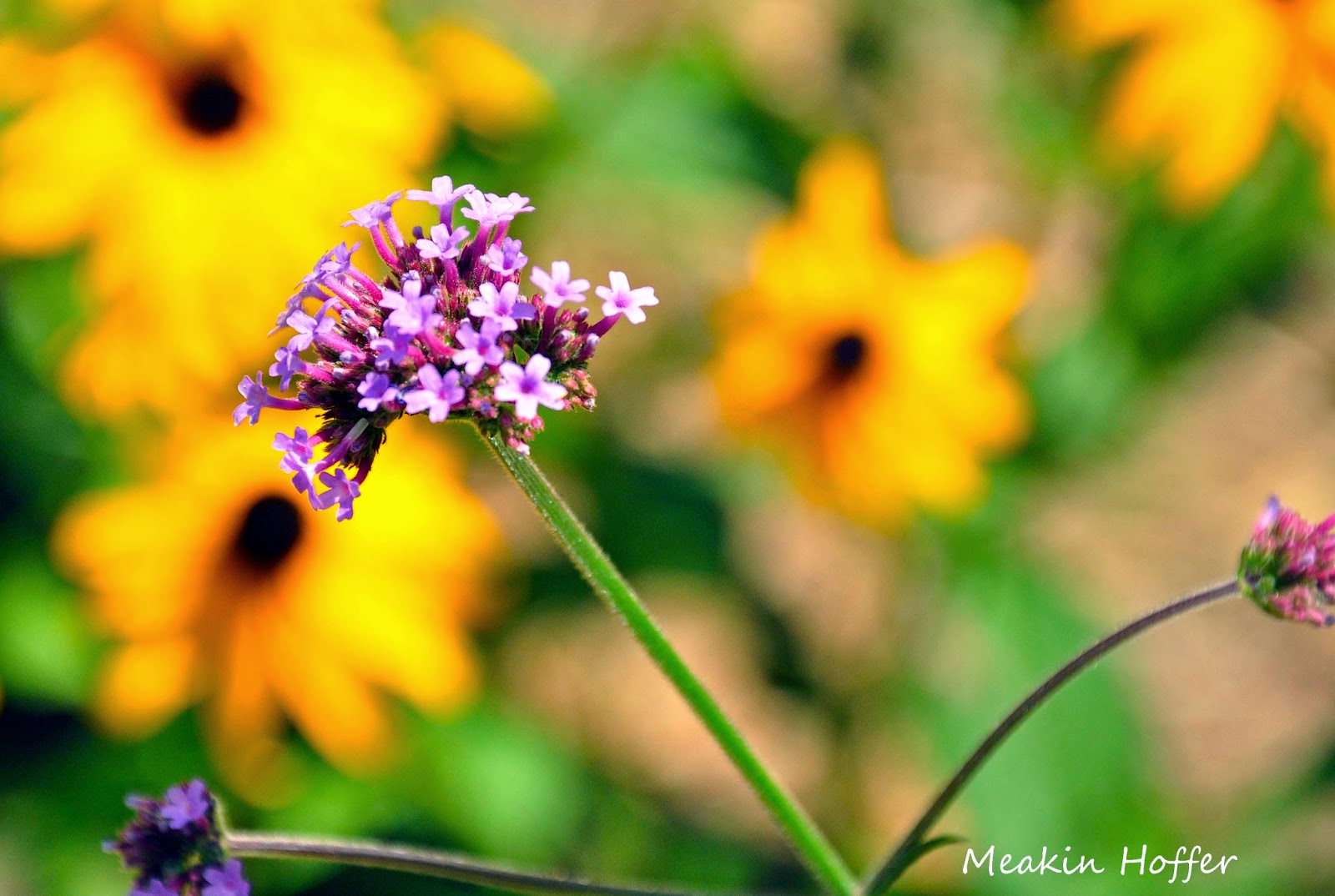 My Carolina Kitchen Summer Perennials & the Last of the Tomatoes
