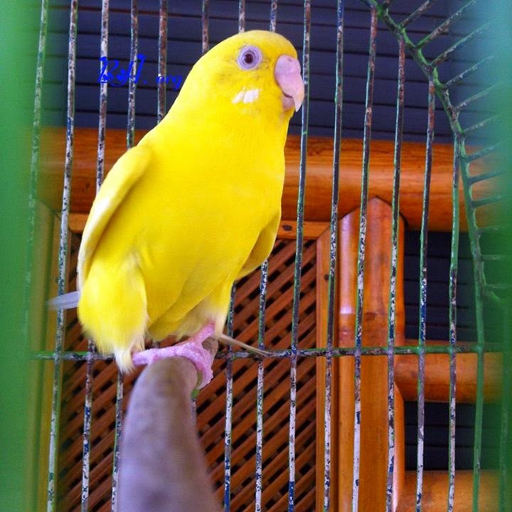 Bh Bons Hobby Sejarah Burung Parkit Di Dunia