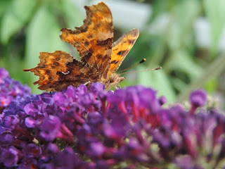 Its Time Spirea Butterfly Bush And Lifting A Tree S Canopy