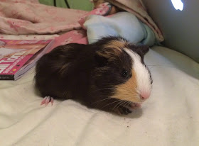 icimdeki ben agustos 2015