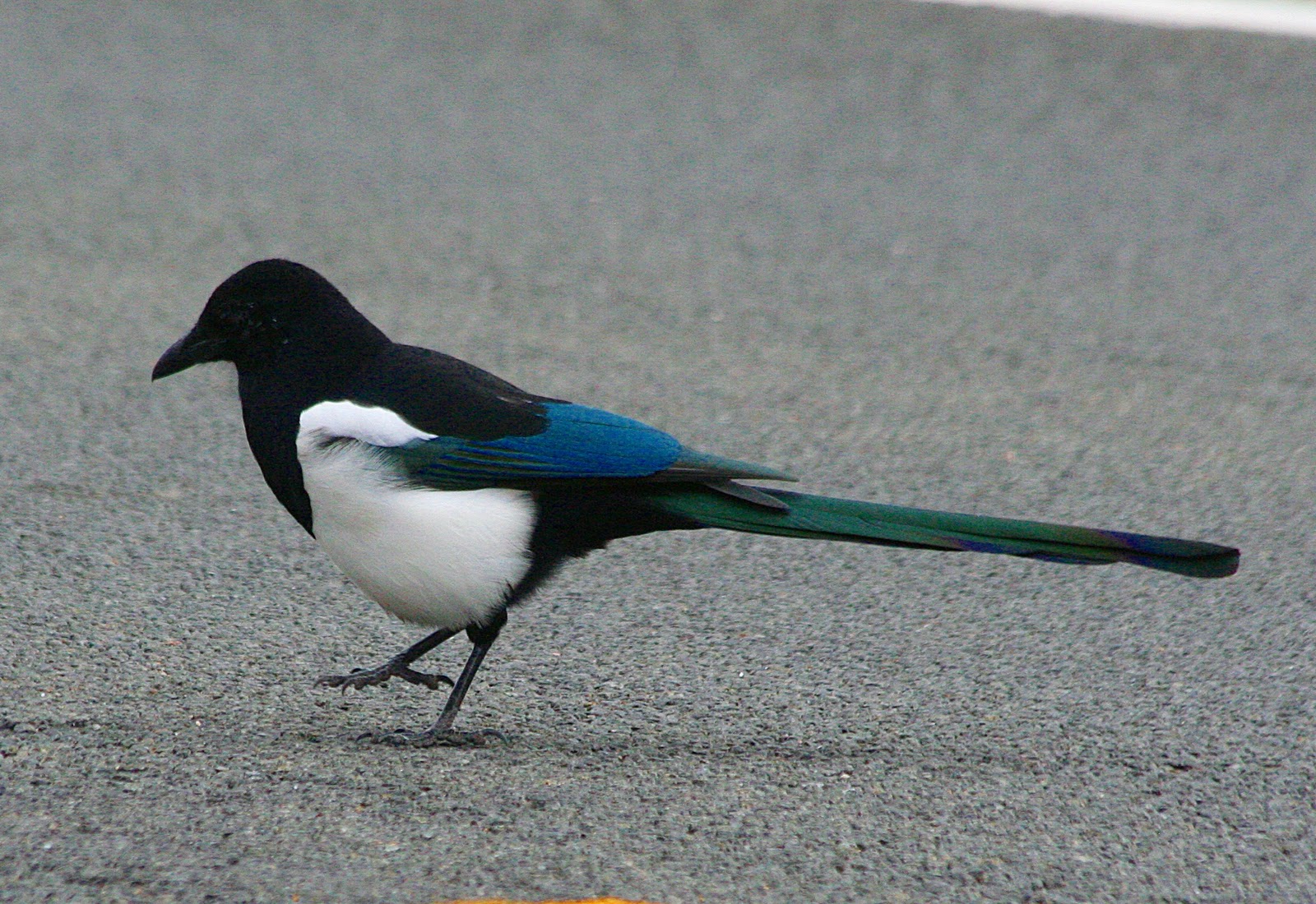 Backyard Birder Wordless Wednesday Cheeky Magpie