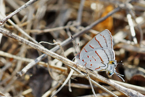 Hemiolaus cobaltina