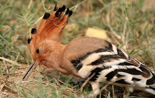 Common Hoopoe