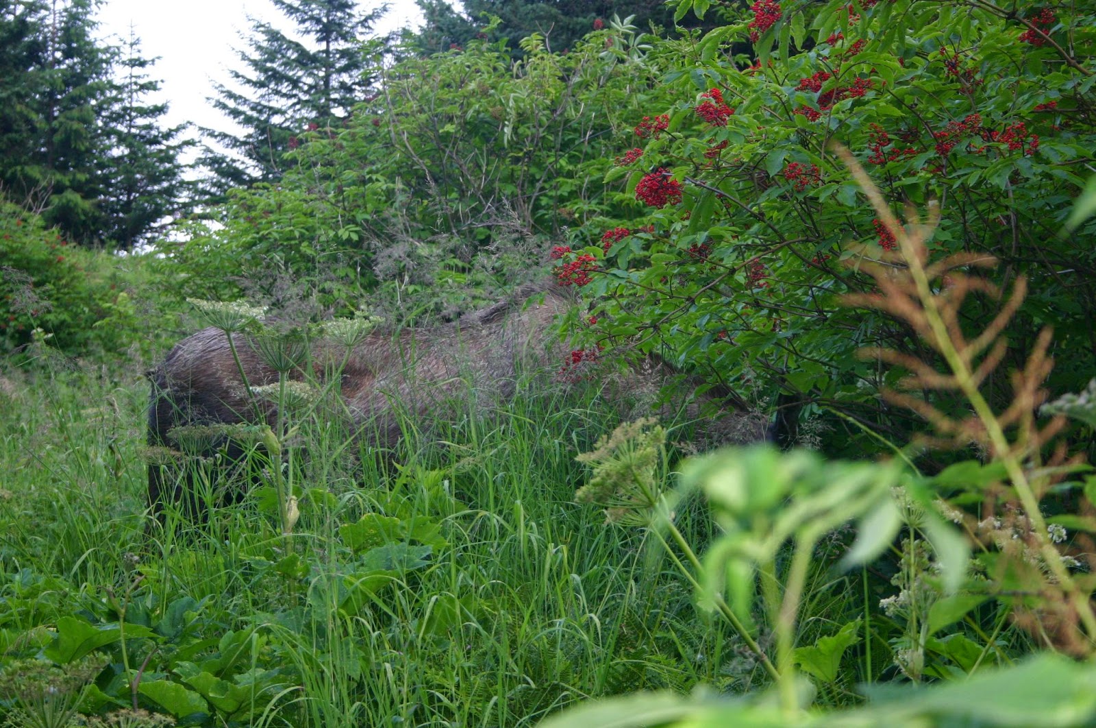 Running From Moose Searching for the Grand Canyon Moose