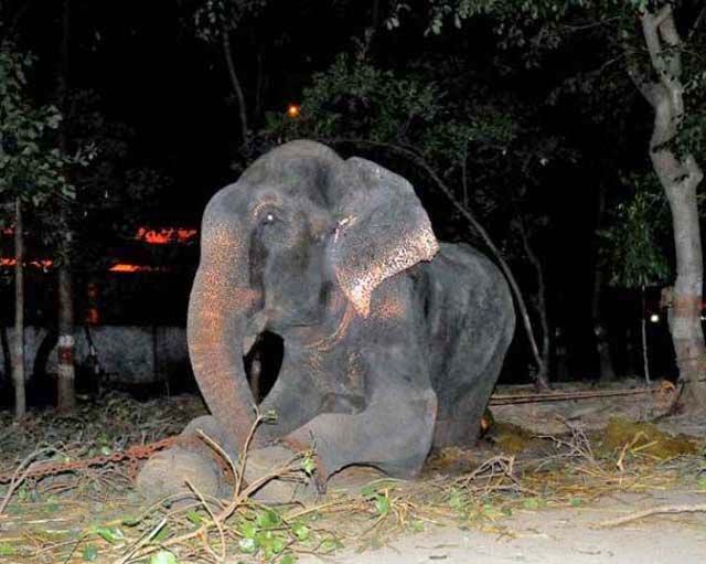 Un elefante llora al ser rescatado en la India. 
