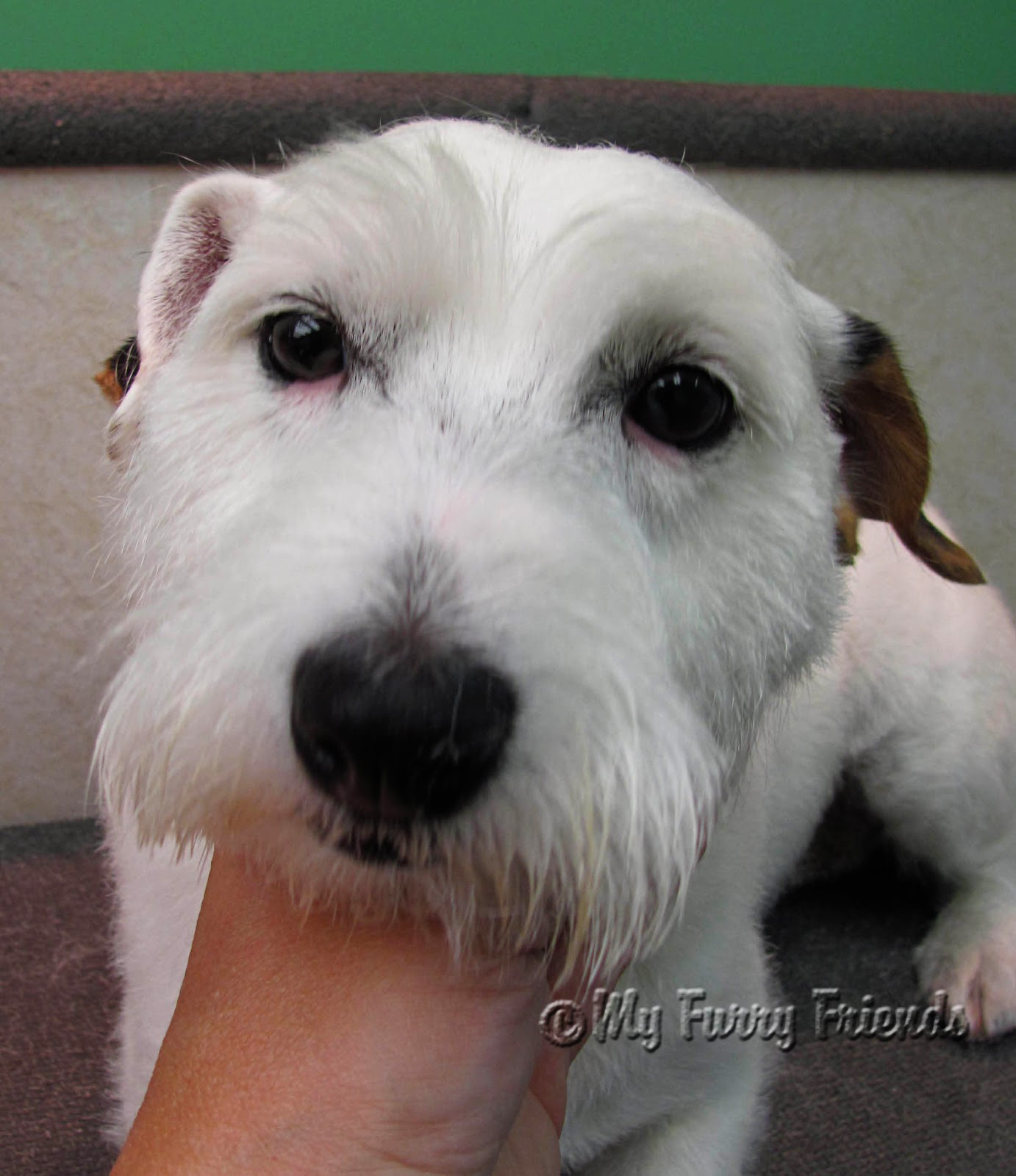 Pet Grooming The Good, The Bad, & The Furry Grooming a Wire hair Jack