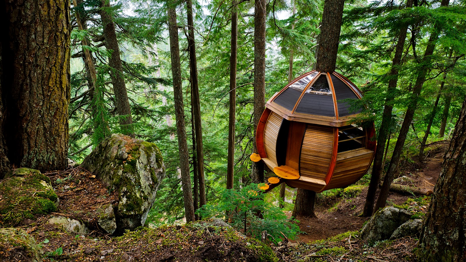 cool tree house