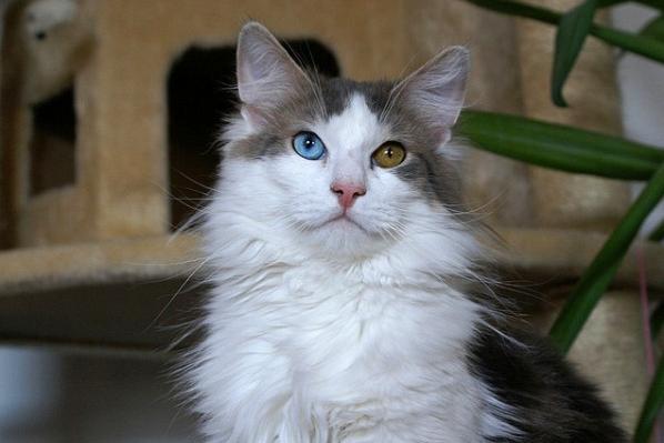 odd-eyed cats, cat with different colored eyes