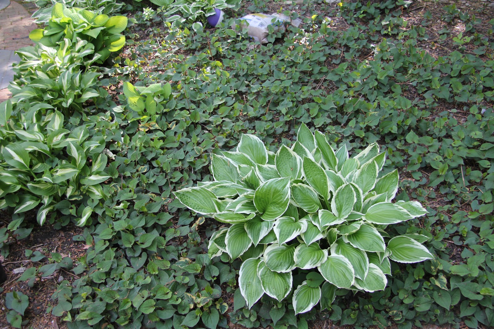 Gardening and Gardens Beware of this "Chameleon" plant