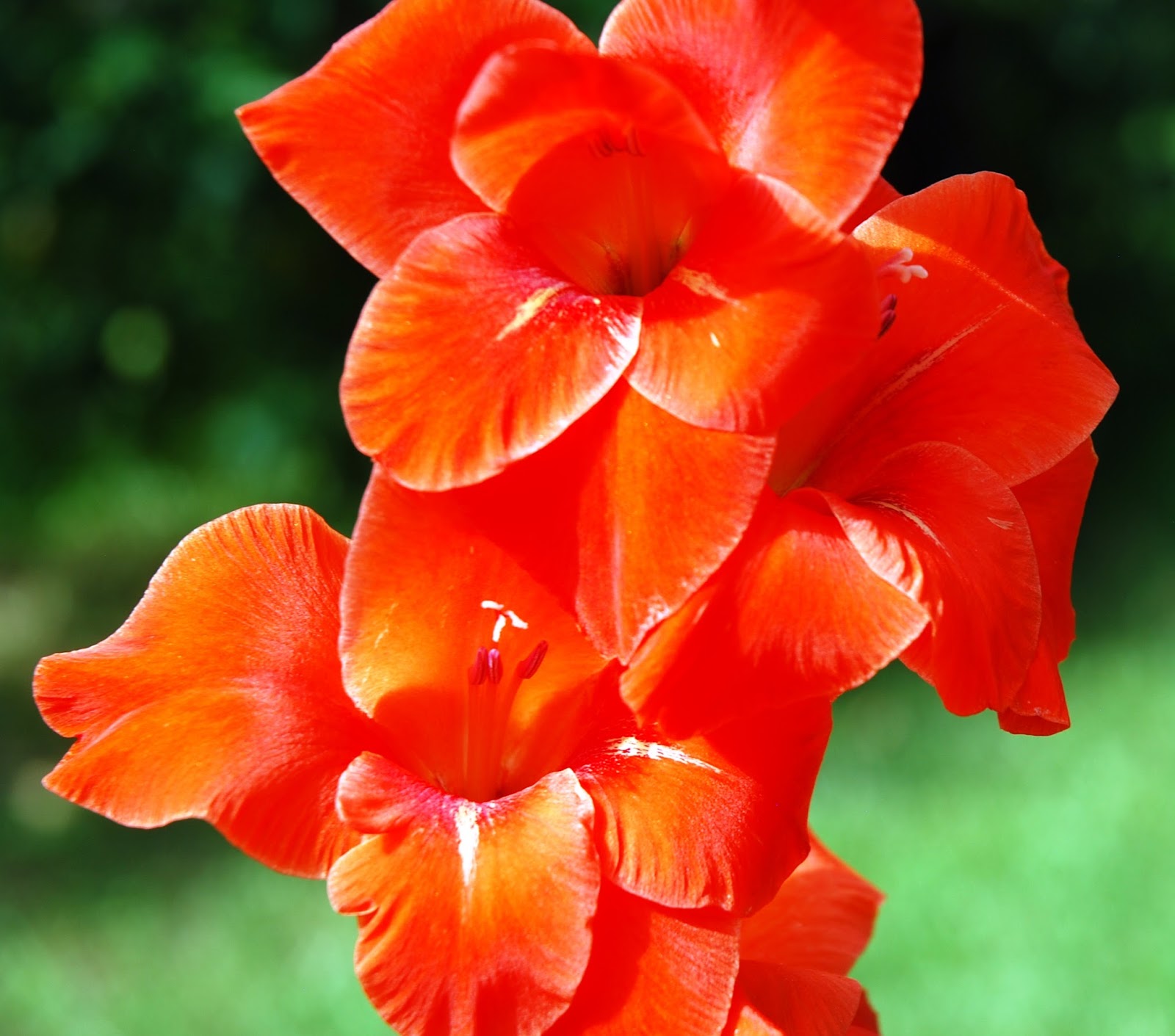 Seeds For Sale Online GLADIOLUS bulbs for sale