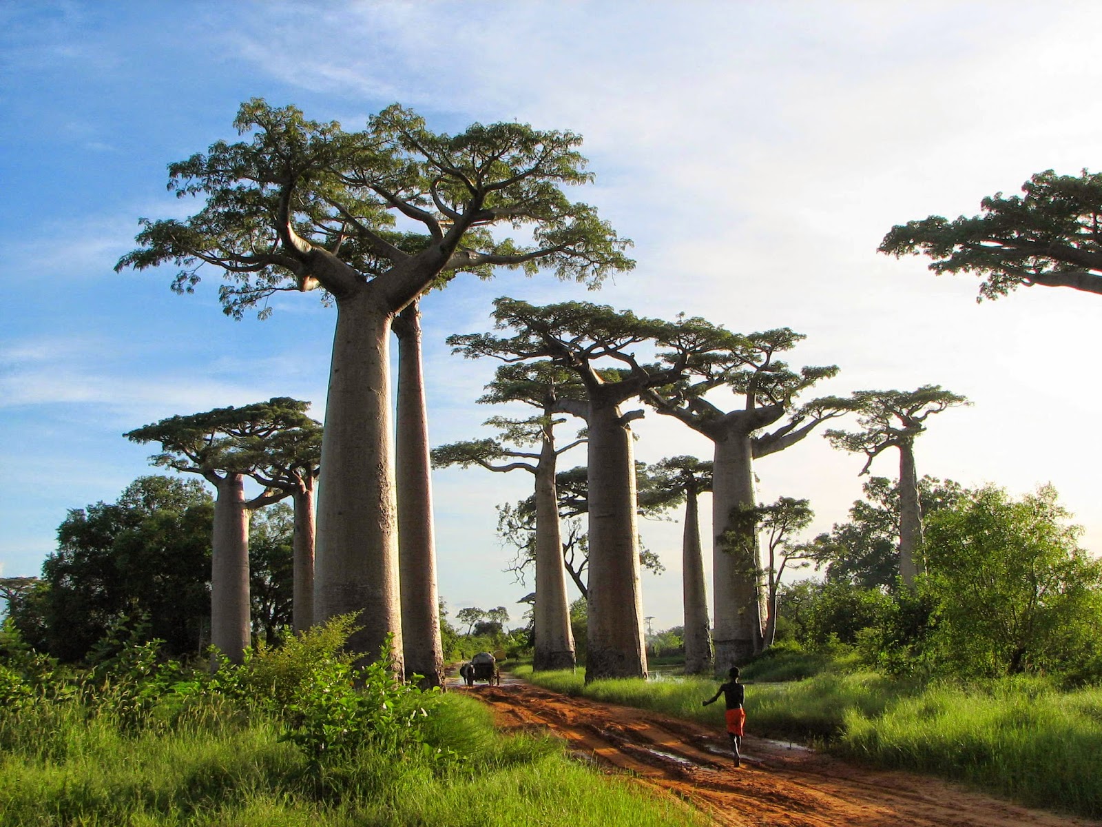 أشجار ال baobab في مدغشقر أشجار ال baobab في مدغشقر