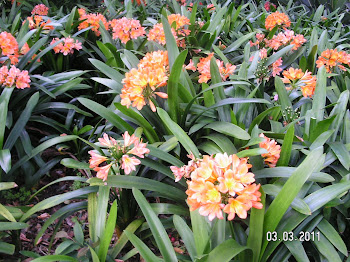 Clivia