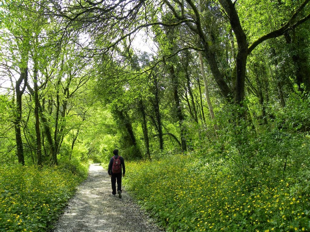 Passeggiata Nel Bosco Vicino A Me Pensieri: una passeggiata nel bosco, e poi Calcata