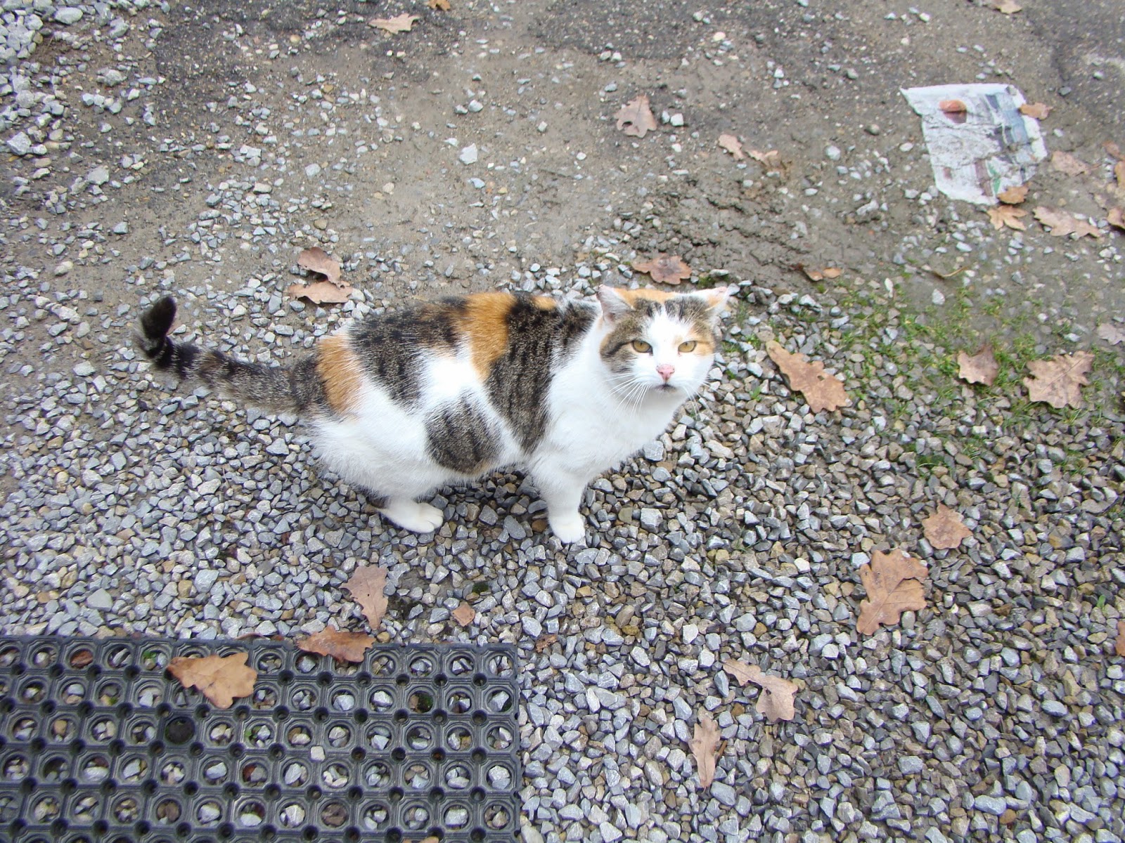 Katze